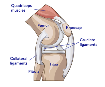 Knee anatomy diagram